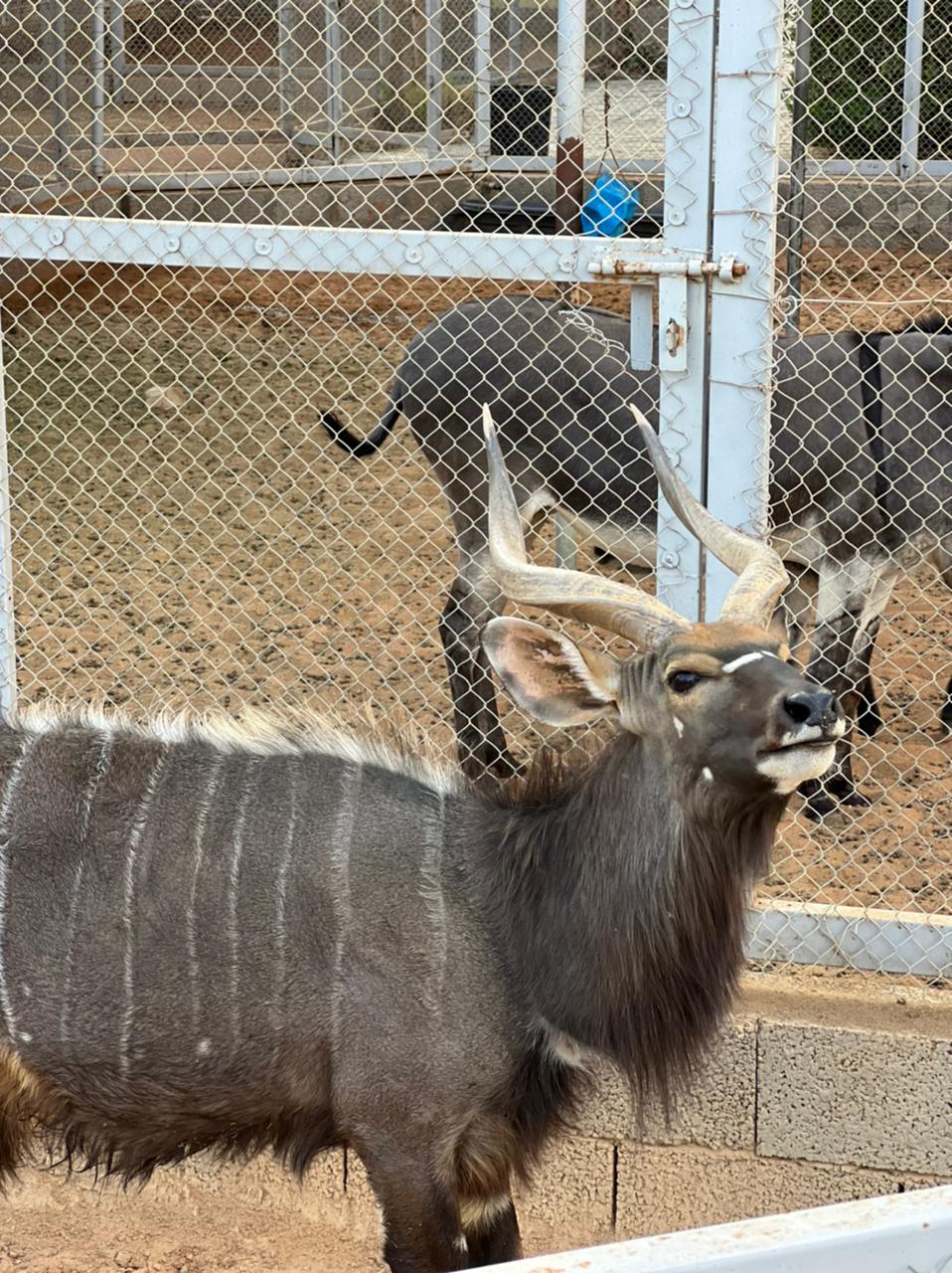 لقطة من ممرات الغزلان