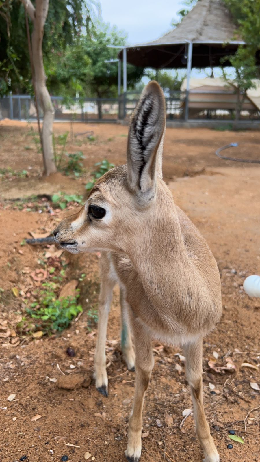 لقطة لغزال عربي داخل المحمية